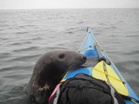 Sea kayak trip