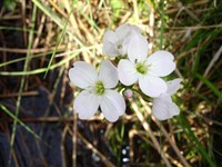 Wild flowers